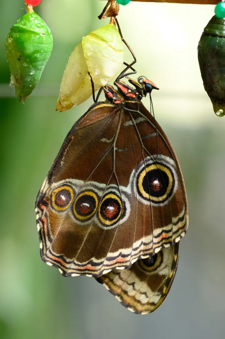 Photograph of a butterfly that has just emerged from its chrysalis.